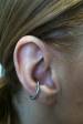 2.4 Conch